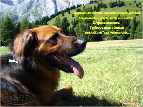 Immagine anteprima YouTube