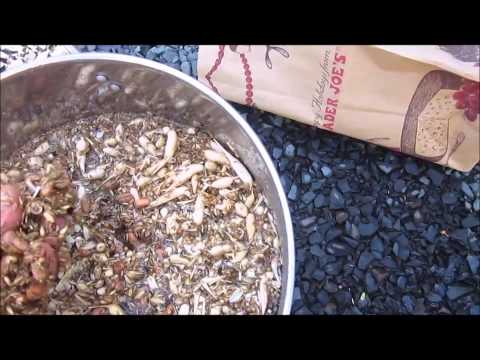 how to harvest dogwood seeds