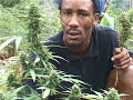 JAMAICAN HERBS JAMAICAN HERBS
