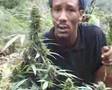 JAMAICAN HERBS