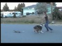 Riot skateboarding 2