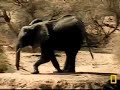 Fatty vs crippled elephant Fatty vs crippled elephant
