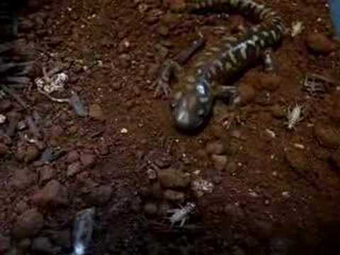 Tiger salamander hunting crickets