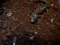 Tiger salamander hunting crickets