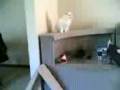 videos de 19122005.3gp