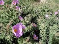 Cistus Creticus -- Incanus.