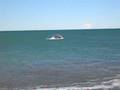 Kaikoura Southern Rigth Whale