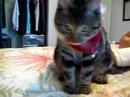 Raja the cutest cat ever Raja the cutest cat ever