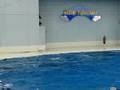 dolphin show