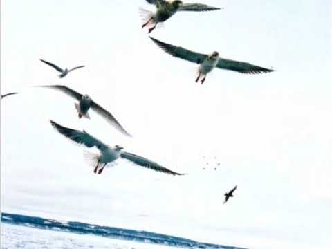 越後流れ歌 / 愛ちひろ