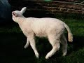 hope you enjoy seeing how lottie is coming on....