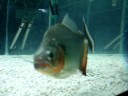 Serrasalmus Altispinis Serrasalmus Altispinis