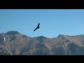 **the birds**les oiseaux*** andré parent