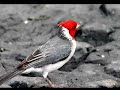 **the birds**les oiseaux*** andré parent