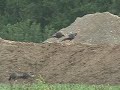 Wild Turkeys