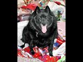 schipperke