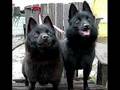 schipperke