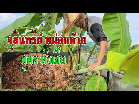 จุลินทรีย์หน่อกล้วย สูตรหัวเชื้อ (สูตรได้ผลจริง)
