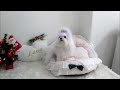 Micro Teacup Maltese - Baby Chic