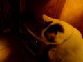 videos de silly cat