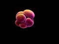 Desenvolvimento Fetal