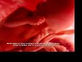Desenvolvimento Fetal Desenvolvimento Fetal