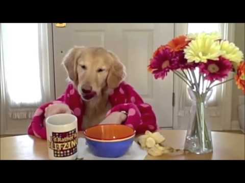 αστειο βιντεο