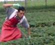 videos de el chango del vivero