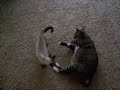 kabuki the kitten vs. emo kitty kabuki the kitten vs. emo kitty