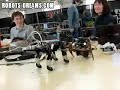 RoboGames 2008: Robot Dog vs. Robot Insect