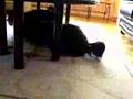 Bichón Habanero video