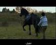 Zafir --  (2003)