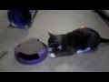 Adopted! Meet Baldwin--the Engergizer Cat!