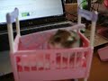 Gigi (el hamster ruso) 1