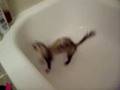 Ferret haet water