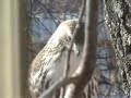 Hawk at Peabody