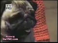 Very Excited Pug Version 2