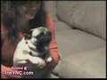 Very Excited Pug Version 2