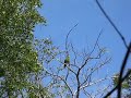Cayman Parrot on Mastic Trail
