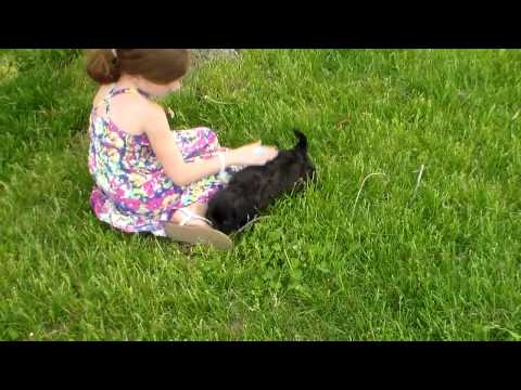 Grady playing in the yard