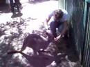 Tom at Featherdale Wildlife Park Tom at Featherdale Wildlife Park