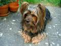 Silky Terrier video