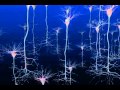 Firing Neurons | Cell Dance 2010, Public Outreach Video Winner