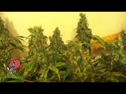 how to grow hydro weed