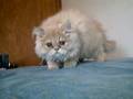 Scared Kitten