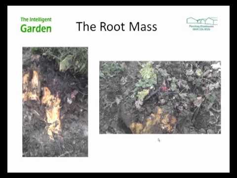 how to move and replant rhubarb