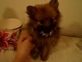 TINY TEACUP MICRO  POMERANIAN