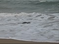 Outer Banks Seal