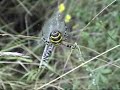 Butterflies, fox, spiders - Galicia: zorro, mariposas y mas Butterflies, fox, spiders - Galicia: zorro, mariposas y mas