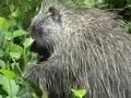 Porcupine in Alaska
